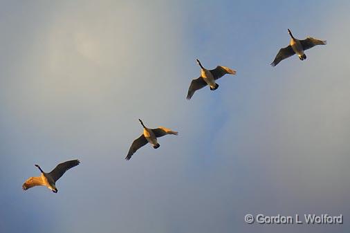 Geese In Flight At Sunrise_01618.jpg - Canada Geese (Branta canadensis) photographed at Merrickville, Ontario, Canada.